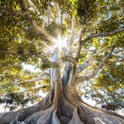 View of large oak tree, looking up from the bottom, sun shining through the canopy