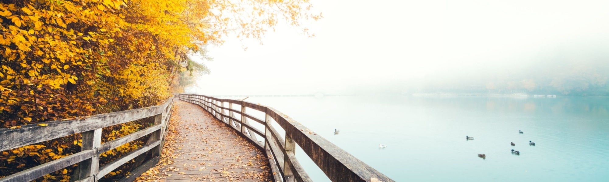 Boardwalk beside lake in Autumn